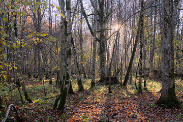 Image showing Autumnal misty morning in forest