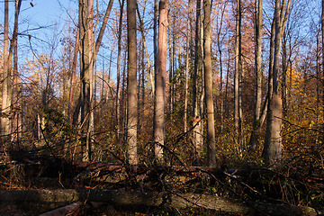 Image showing Autumnal misty sunny in forest