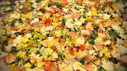 Image showing Bright autumn background from fallen leaves of maple and grass