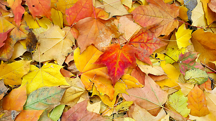 Image showing Bright autumn background from fallen leaves