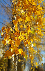 Image showing Branch of autumn birch with bright yellow leaves