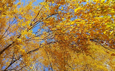 Image showing Branches of autumn birch tree with bright yellow leaves