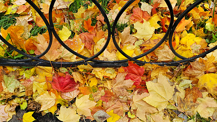 Image showing Bright autumn fallen leaves on green grass with cast iron fence