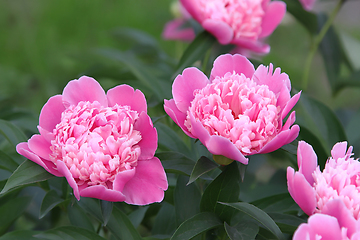 Image showing Beautiful pink peony in summer garden