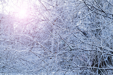 Image showing Beautiful branches of winter trees and sunlight