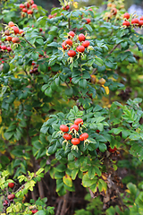 Image showing Branches with  dog rose fruits