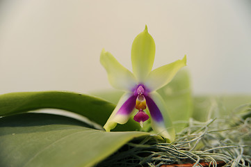 Image showing Phalaenopsis orchid