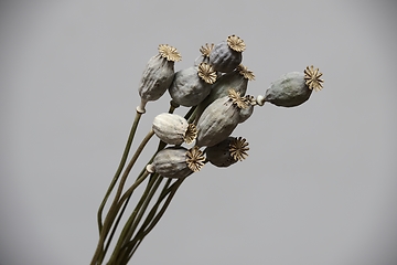 Image showing dried poppy seed heads