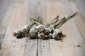 Image showing dried poppy seed heads 