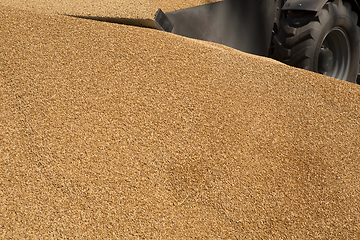 Image showing Wheat grains as agricultural background.