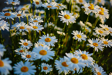 Image showing Lovely blossom daisy flowers background.