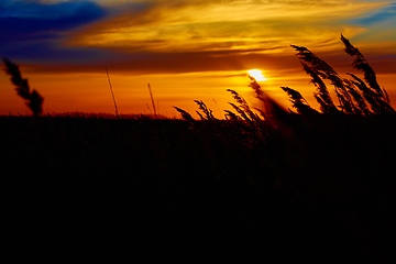 Image showing Sunset in the steppe.