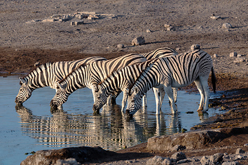 Image showing zebra reflection in Etosha Namibia wildlife safari