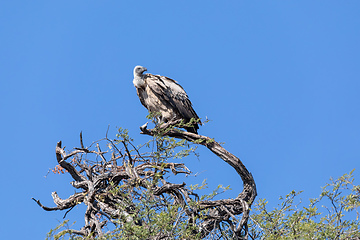 Image showing White backed vulture on tree, Botswana Africa