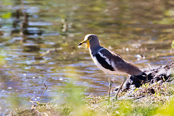 Image showing bird White headed Lapwing, Botswana Africa safari