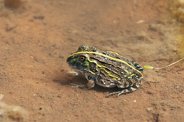 Image showing young frog Bullfrog, Namibia Africa wilderness