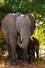 Image showing Elephant baby, Botswana safari wildlife