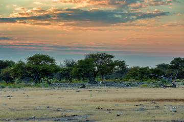 Image showing Etosha landscape Namibia Africa wilderness