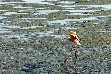 Image showing Rosy Flamingo colony in Walvis Bay Namibia