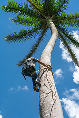 Image showing Adult male climbs coconut tree to get coco nuts