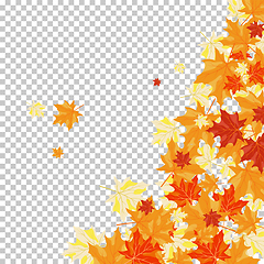 Image showing Fall (Autumn) Maple Background