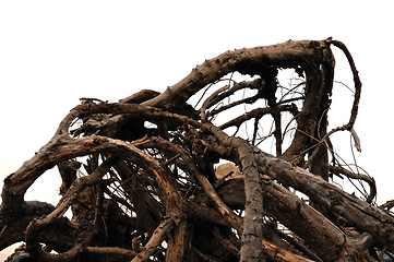 Image showing driftwood abstract tree branches