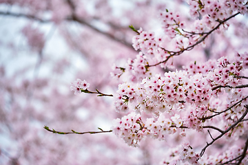 Image showing Blooming sakura cherry blossom