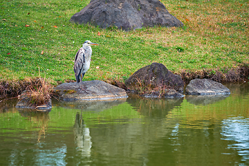 Image showing Grey heron Ardea cinerea on stone near water