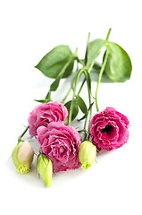 Image showing Isolated pink flowers