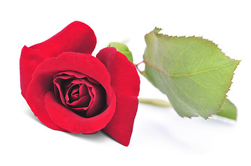 Image showing Red rose flower on white background