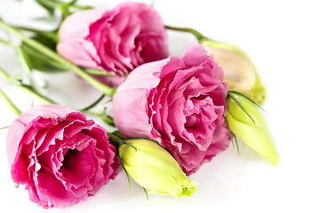 Image showing Isolated pink flowers