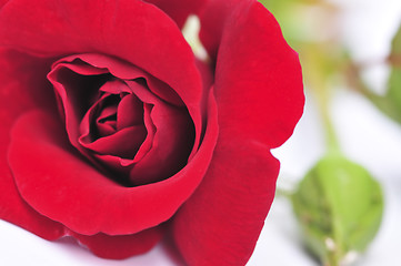 Image showing Red rose flower on white background