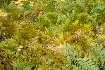 Image showing colorful fern fronds