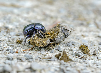 Image showing dung beetle closeup