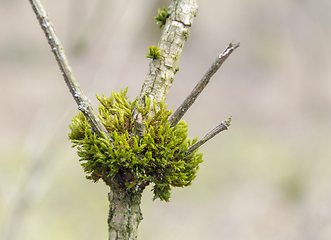 Image showing mossy crotch detail