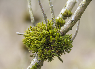 Image showing mossy crotch detail