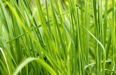 Image showing riverine vegetation detail