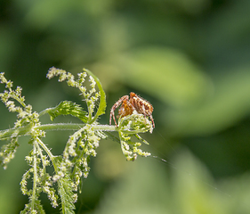 Image showing European garden spider