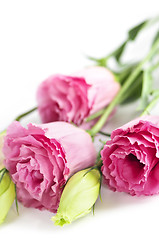 Image showing Isolated pink flowers