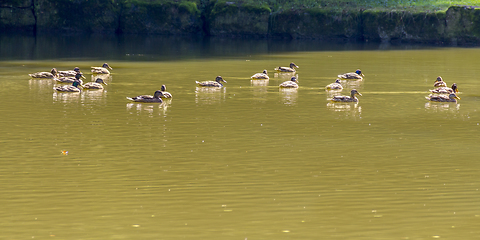 Image showing Wild ducks swimming in a pond