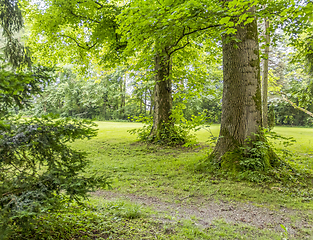 Image showing idyllic park scenery