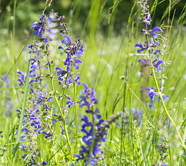 Image showing meadow clary flowers
