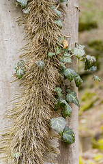 Image showing ivy leaves and stem