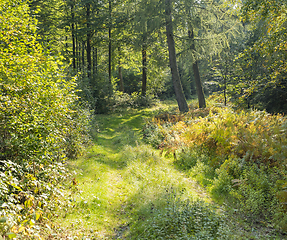 Image showing idyllic forest scenery