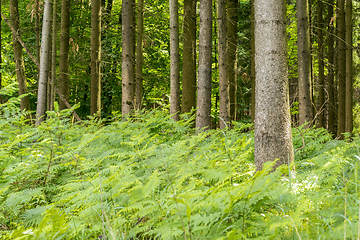 Image showing idyllic forest scenery