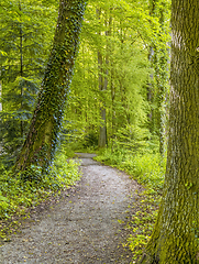 Image showing idyllic forest scenery