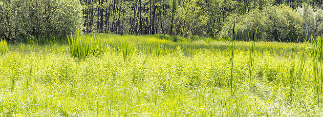 Image showing sunny wetland scenery