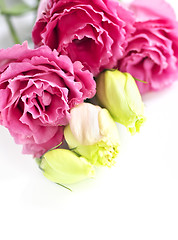 Image showing Isolated pink flowers