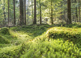 Image showing sunny forest scenery