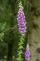 Image showing common foxglove flowers